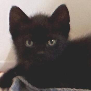Domestic Medium Hair Cats Available for Adoption in Wickenburg, Arizona - Larry | PetCurious