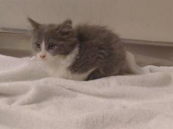 Domestic Medium Hair Cats Available for Adoption - SVETLANA | PetCurious