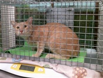 A2094404 -  Domestic Short Hair Cat for Adoption in Houston, Texas - A2094404 | PetCurious