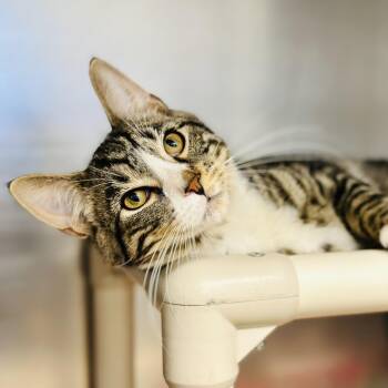 Domestic Short Hair Cats Available for Adoption in Stafford Township, New Jersey - Abercrombie  | PetCurious