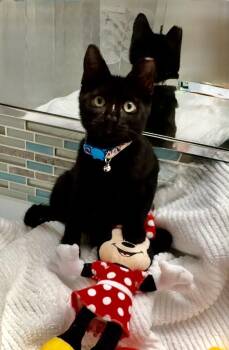 Honeybun & Sweetie Pie BONDED -  Domestic Short Hair Cat for Adoption in Boca Raton, Florida - Honeybun & Sweetie Pie BONDED | PetCurious