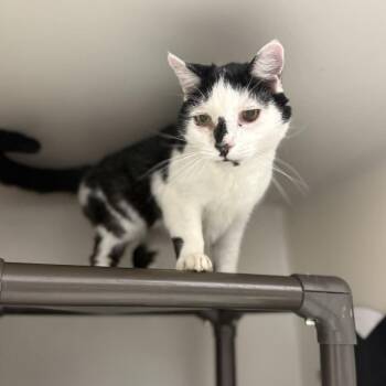 Calvin -  Domestic Short Hair Cat for Adoption in Jacksboro, Tennessee - Calvin | PetCurious