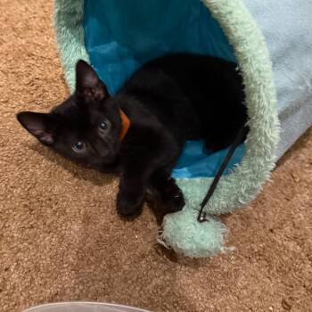 Domestic Short Hair Cats Available for Adoption in Silver Spring, Maryland - Pluto | PetCurious