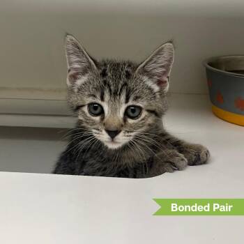 Enzo (bonded w/ Elio) -  Domestic Short Hair Cat for Adoption in Reisterstown, Maryland - Enzo (bonded W/ Elio) | PetCurious