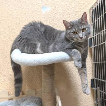 Domestic Short Hair Cats Available for Adoption in Plainfield, Illinois - Melody | PetCurious