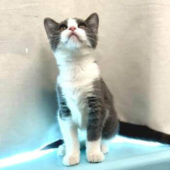 Rescue Domestic Short Hair Cats for Adoption in Durango, Colorado - Alto | PetCurious