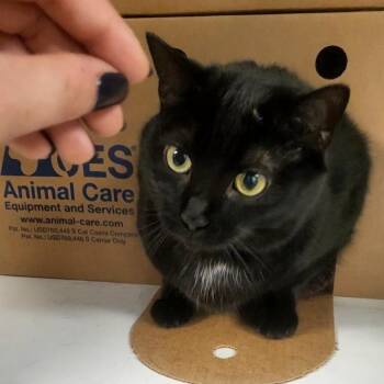 Matilda -  Domestic Short Hair Cat for Adoption - Matilda | PetCurious