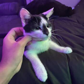 Rescue Domestic Short Hair Cats for Adoption in Evanston, Illinois - Shale | PetCurious