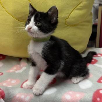 Dokma -  Domestic Short Hair Cat Available for Adoption in Westminster, California - Dokma | PetCurious