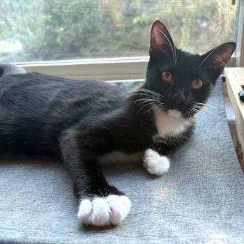 Rescue Domestic Short Hair Cats for Adoption in Houston, Texas - Tuxedo | PetCurious