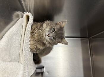 Rescue Domestic Long Hair Cats for Adoption in Saint Charles, Missouri - Kelsey | PetCurious