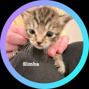 Rescue Domestic Short Hair Cats for Adoption in Morgan Hill, California - Simba | PetCurious