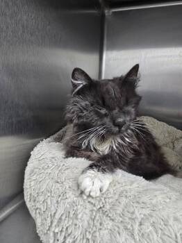 Gail -  Domestic Long Hair Cat for Adoption in Glenfield, New York - Gail | PetCurious