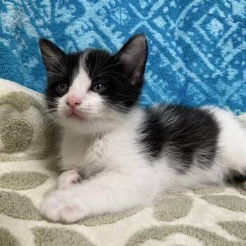 Domestic Short Hair Cats Available for Adoption in Hawthorne, California - Nacho | PetCurious