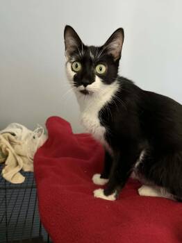 Domestic Short Hair Cats Available for Adoption in Elyria, Ohio - Cookie | PetCurious