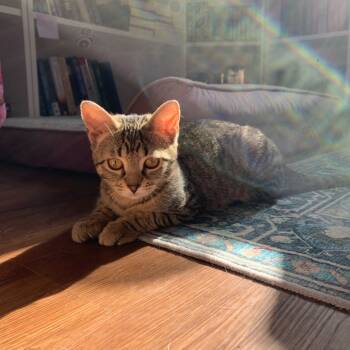 Rescue Domestic Short Hair Cats for Adoption in Ephrata, Pennsylvania - Cilantro | PetCurious