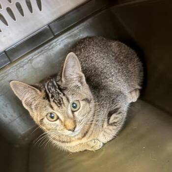 Suri -  American Shorthair Cat for Adoption in Lake Jackson, Texas - Suri | PetCurious