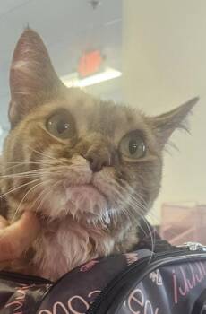 Mcqueen -  Domestic Short Hair Cat for Adoption in West Chester, Pennsylvania - Mcqueen | PetCurious