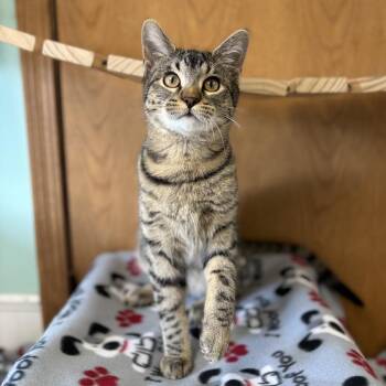 Domestic Short Hair Cats Available for Adoption - Hubert--In Foster | PetCurious