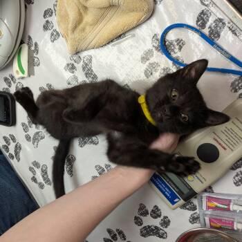Freddie -  Domestic Short Hair Cat for Adoption in Falls Church, Virginia - Freddie | PetCurious