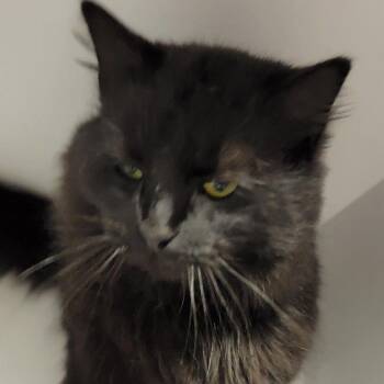 Domestic Long Hair Cats Available for Adoption in Wilmington, Delaware - Mystery | PetCurious