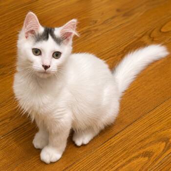 Dipsy -  Domestic Medium Hair Cat for Adoption in Bethel, Connecticut - Dipsy | PetCurious