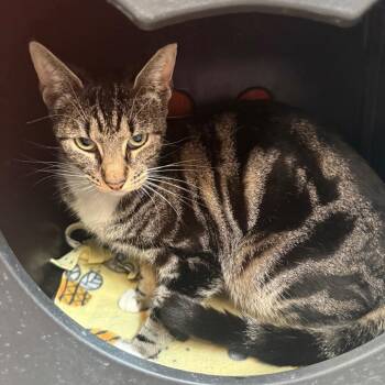 Domestic Short Hair Cats Available for Adoption - Little Miss | PetCurious