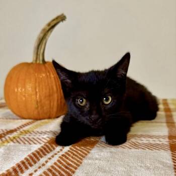 Robin -  Domestic Medium Hair and Domestic Short Hair Cat for Adoption in Cumming, Georgia - Robin | PetCurious