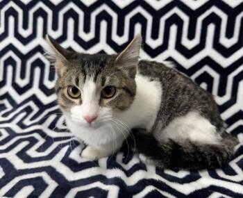 Tyler -  Domestic Short Hair Cat for Adoption in Valdosta, Georgia - Tyler | PetCurious