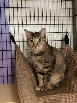 Dumplin -  Tabby Cat for Adoption in Lovingston, Virginia - Dumplin | PetCurious