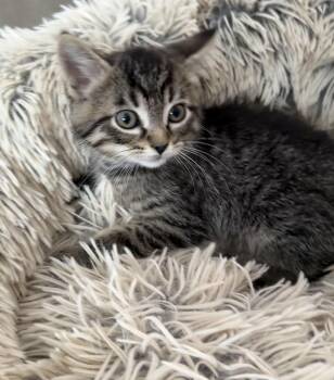Tiki -  Domestic Short Hair Cat for Adoption in Ephrata, Washington - Tiki | PetCurious