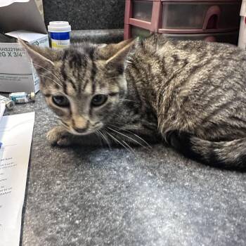Ivy -  Domestic Short Hair Cat for Adoption in Dyersburg, Tennessee - Ivy | PetCurious