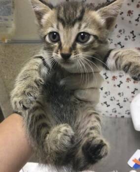 SQUIRRELY -  Domestic Short Hair Cat for Adoption in Riverside, California - SQUIRRELY | PetCurious