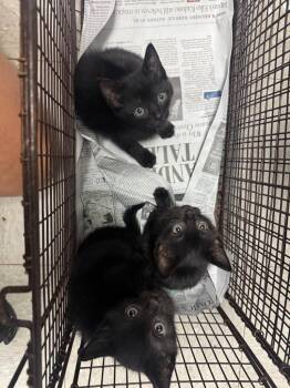 26-0960C -  Domestic Short Hair Cat for Adoption in Sorrento, Louisiana - 26-0960C | PetCurious