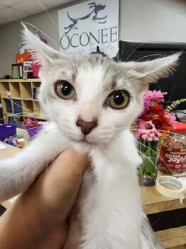 Precious $75 fostered -  Domestic Short Hair Cat for Adoption in Seneca, South Carolina - Precious $75 Fostered | PetCurious