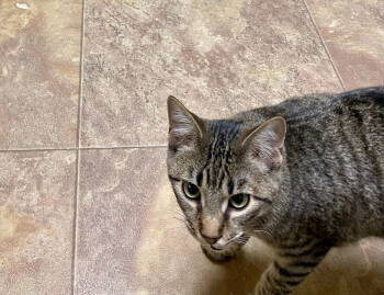 Rescue Domestic Short Hair and Tabby Cats for Adoption in Fargo, North Dakota - Ope | PetCurious