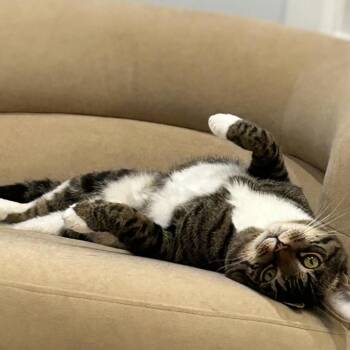 Painter -  Domestic Short Hair Cat for Adoption - Painter | PetCurious