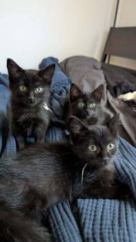 Rescue Domestic Short Hair Cats for Adoption in Lafayette, Colorado - Chutzpah | PetCurious
