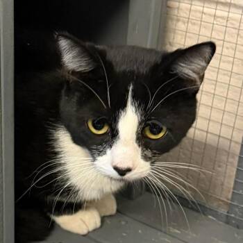 Domestic Short Hair Cats Available for Adoption in Washington, District Of Columbia - Pride Kittens: Freddie 16903 | PetCurious