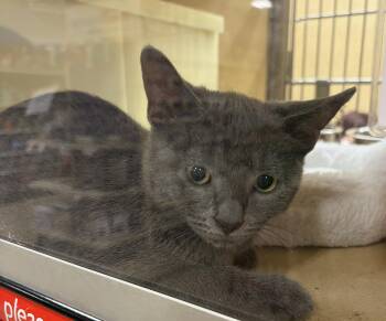 Grigio H (playful and loving brother Moscato) -  Domestic Short Hair Cat for Adoption in Stowe, Pennsylvania - Grigio H (playful And Loving Brother Moscato) | PetCurious