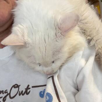 Domestic Long Hair and Ragdoll Cats Available for Adoption in Atoka, Tennessee - Brie | PetCurious
