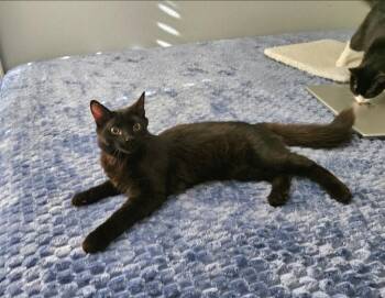 Reptar -  Domestic Long Hair Cat for Adoption in San Jacinto, California - Reptar | PetCurious