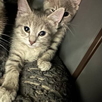 Casaba -  Domestic Short Hair Cat for Adoption in West Palm Beach, Florida - Casaba | PetCurious