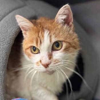 Domestic Medium Hair Cats Available for Adoption - Pumpkin | PetCurious