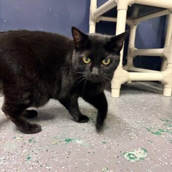 Domestic Short Hair Cats Available for Adoption in Evansville, Indiana - Onyx | PetCurious