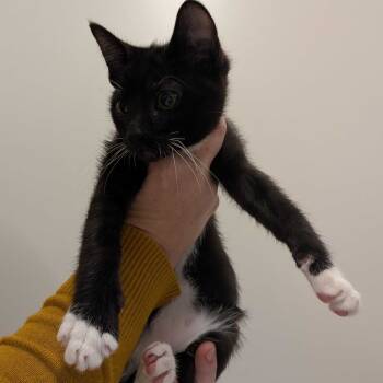 Rescue Domestic Short Hair Cats for Adoption in Chattanooga, Tennessee - Flounder | PetCurious
