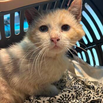 Goober -  Domestic Medium Hair Cat for Adoption in Huntington, West Virginia - Goober | PetCurious