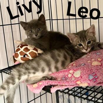 Livy -  Domestic Short Hair Cat for Adoption in Blairsville, Georgia - Livy | PetCurious