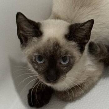 Willow -  Siamese Cat for Adoption in Richmond, Virginia - Willow | PetCurious