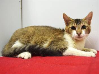 Rescue Domestic Short Hair Cats for Adoption in Sacramento, California - JUDY | PetCurious